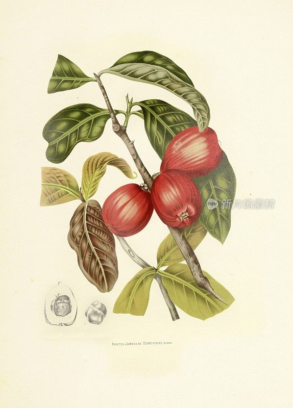 马来苹果|古董植物插图